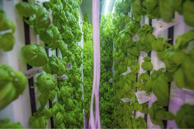 Vertical Farms